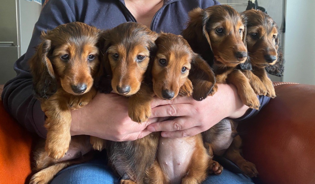 chiot Teckel poil long De La Légende Aux Marmeutons